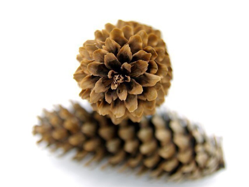 ドイツトウヒ | iichi 日々の暮らしを心地よくするハンドメイドや