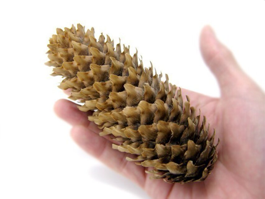 ドイツトウヒ | iichi 日々の暮らしを心地よくするハンドメイドや