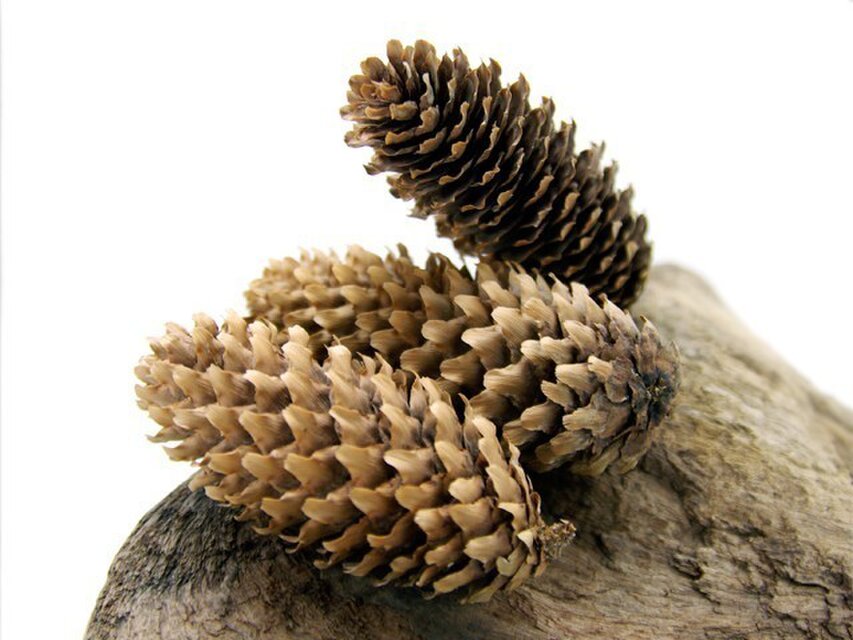 ドイツトウヒ | iichi 日々の暮らしを心地よくするハンドメイドや