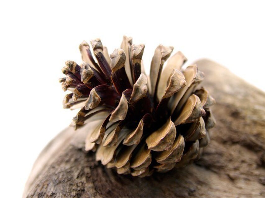 オーダーフランス海岸松