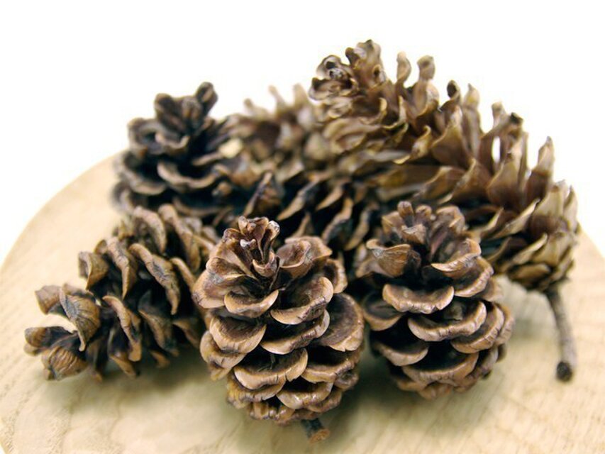 オーダー松ぼっくりのアソート | iichi 日々の暮らしを心地よくする