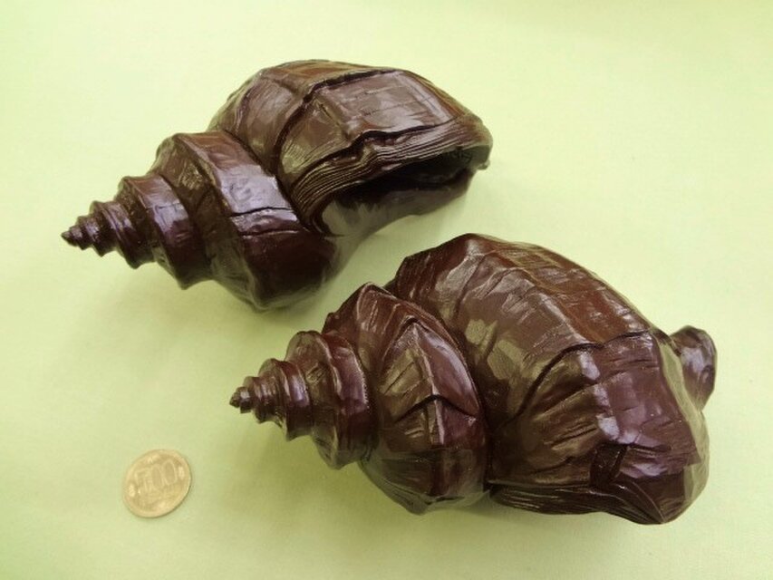 存在感のある「エゾほら貝」