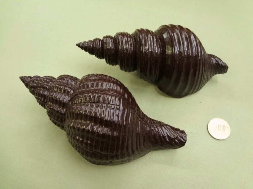 北海道のつぶ貝の仲間たち