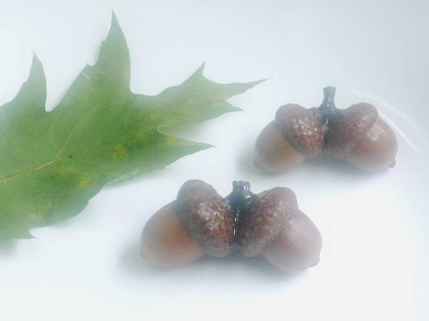 双子のどんぐりブローチ