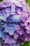 Hydrangea