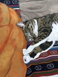 「寝っころがるグリコ 」猫イラスト（原画） 猫イラスト「寝っころがるグリコ」原画 | iichi 日々の暮らしを