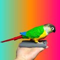 【受注作製】ペットギフト うちの子 オウム 鳥 写真入り 人形 フィギュア、名入れ 似顔絵❤ペットロス、誕生日、記念日のコピー