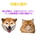 【受注作製】ペットギフト うちの子 オウム 鳥 写真入り 人形 フィギュア、名入れ 似顔絵❤ペットロス、誕生日、記念日のコピー