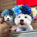 【受注作製】ペットギフト うちの子 オウム 鳥 写真入り 人形 フィギュア、名入れ 似顔絵❤ペットロス、誕生日、記念日のコピー