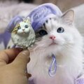 【受注作製】ペットギフト うちの子 オウム 鳥 写真入り 人形 フィギュア、名入れ 似顔絵❤ペットロス、誕生日、記念日のコピー