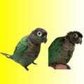 【受注作製】ペットギフト うちの子 オウム 鳥 写真入り 人形 フィギュア、名入れ 似顔絵❤ペットロス、誕生日、記念日のコピー