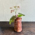 緋色 筒形花入｜穴窯焼成・焼締｜古信楽白荒土｜耳付き | iichi 日々の
