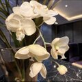 光触媒 人工観葉植物 ウォールグリーン フェイクグリーン エミリオロバ