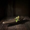 0021 焼杉 泊舟花器 舟形花器 花器 フラワーベース / 茶趣 茶花 華道