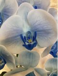 光触媒 人工観葉植物 ウォールグリーン フェイクグリーン リアル胡蝶蘭