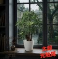 光触媒 人工観葉植物 ウォールグリーン フェイクグリーン パキラポット
