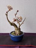 梅盆栽 | iichi 日々の暮らしを心地よくするハンドメイドや