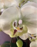 光触媒 人工観葉植物 ウォールグリーン フェイクグリーン リアル胡蝶蘭