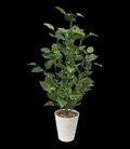 光触媒 人工観葉植物 ウォールグリーン フェイクグリーン ポトス3103