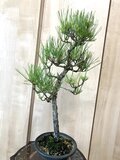 黒松　山木　[文人風木]　大品盆栽素材 送料込み 9/30現在 文人木盆栽 65cm 黒松 | iichi 日々の暮らしを