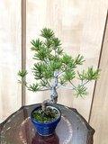 班入り五葉松　五葉松　35cm 五葉松盆栽　盆栽 匿名配送 ‼️ 送料込み 希少 35cm 9/30現在 班入り五葉松盆栽 | iichi 日々の暮らし