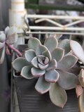 多肉植物 ピンクプリティ 1つ カット苗 | iichi 日々の暮らしを