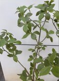 光触媒　人工観葉植物　ウォールグリーン　フェイクグリーン　インディアンアーモンド 光触媒 人工観葉植物 ウォールグリーン フェイクグリーン マダガスカル