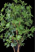 光触媒 人工観葉植物 ウォールグリーン フェイクグリーン カポック8321
