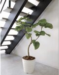 光触媒 人工観葉植物 ウォールグリーン フェイクグリーン ウンベラータ