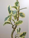 光触媒 人工観葉植物 ウォールグリーン フェイクグリーン ツイスト