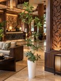 光触媒 人工観葉植物 ウォールグリーン フェイクグリーン コブラパキラ