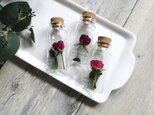 植物標本　Botanical Collection■No.R-15 バラ ラブリーリディア　2025年制作の画像