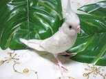 T 様　オーダ品　羊毛フェルトオカメインコの画像