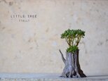 Little tree (tall) 小人の祭りの画像