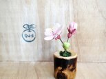 1233.bud 粘土の鉢植え サクラ