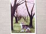 「桜舞う道に猫」（お好きなﾎﾟｽﾄｶｰﾄﾞ2枚）の画像