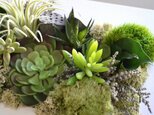 Interior green Lの画像