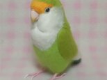 リアルサイズ♪ コザクラインコ ブルーチェリー系　羊毛フェルト　受注作成　羊毛インコ　メモリアル　リアル　うちの子オーダー可能の画像