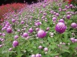Y様☆ご予約項目の画像