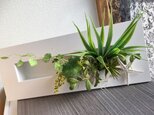 スターフィッシュのフレームインテリア【造花】壁掛け観葉植物の画像