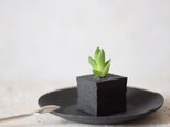 とても小さな黒胡麻豆腐のうつわと植物の画像