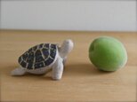 ◯ かめさん 5 cm 添配の画像