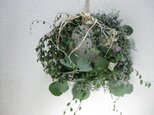 ユーカリの夏のwreathの画像