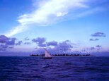 夕暮れの帆掛船　　PH-A4-023    　A4    写真 　モルジブ　南国　インド洋　ヤシの木　青い海の画像