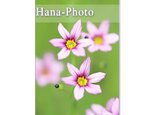 1245) 小さな野の花たち　     ポストカード5枚組　の画像