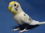 羊毛フェルト　セキセイインコ　クリームハルクインバイオレットの画像