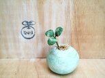 1470.bud 粘土の鉢植え クローバー