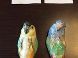 ともぴさんご予約品・アケボノインコ・ズグロシロハラはしおきの画像