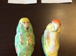 Yumityさんご予約品・パナマボウシインコ・シロハラはしおきの画像