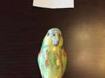 ぴーちゅさんご予約品・アオボウシインコはしおきの画像